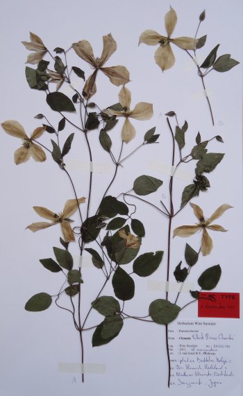 C. 'White Prince Charles' Nomenclatural Standard
